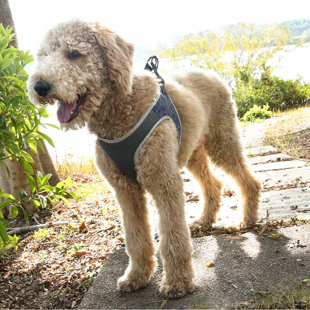 Comfort Fit No-Pull Dog Harness – Ultimate Support & Security! - Pet Bliss
