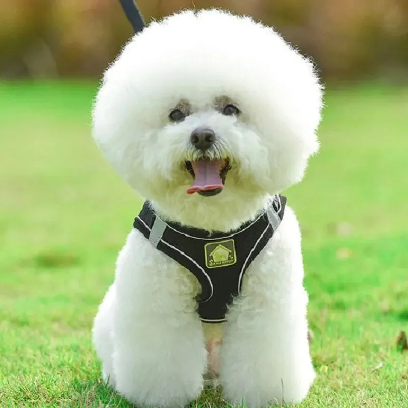 Air Mesh Pet Harness & Leash Set – Cool, Comfy, and Under Control - Pet Bliss