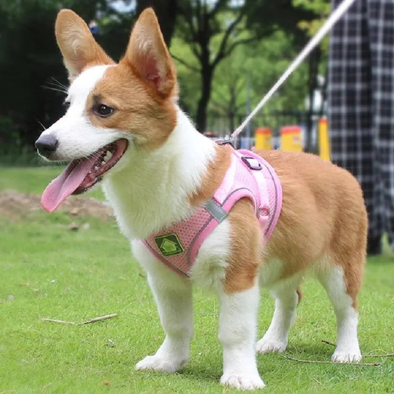 Air Mesh Pet Harness & Leash Set – Cool, Comfy, and Under Control - Pet Bliss