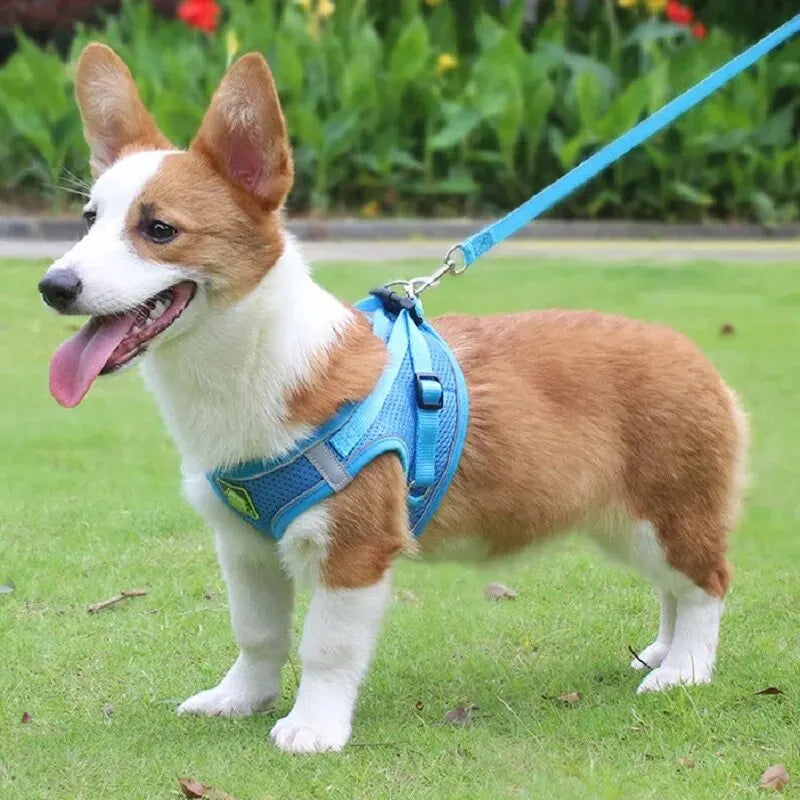 Air Mesh Pet Harness & Leash Set – Cool, Comfy, and Under Control - Pet Bliss