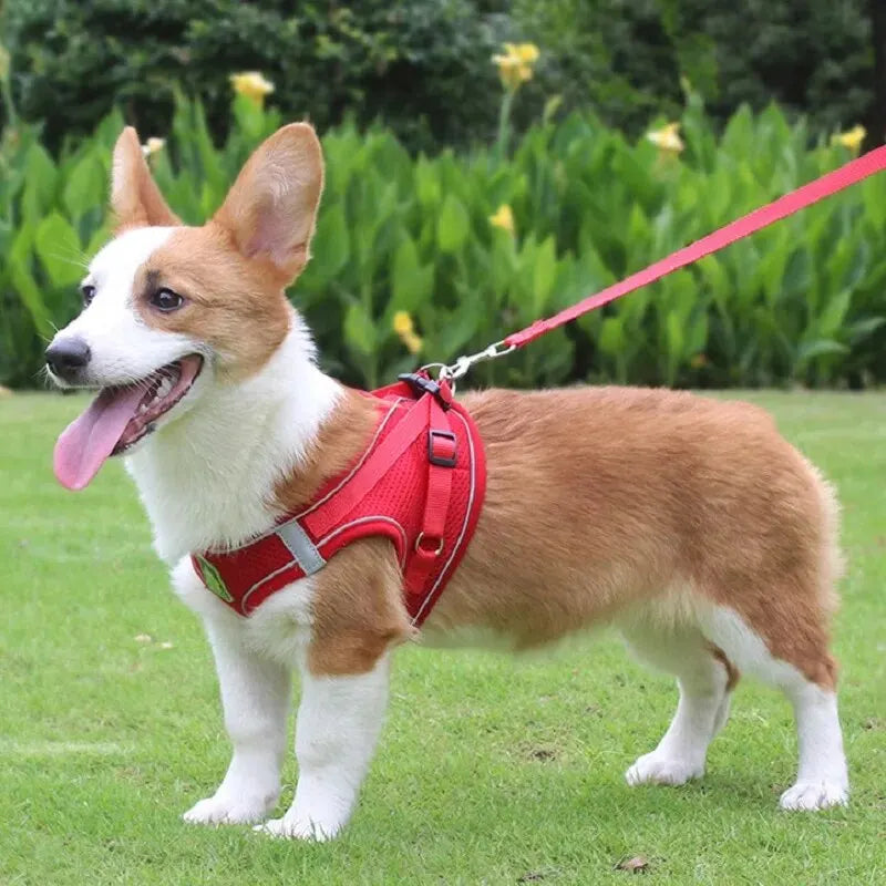 Air Mesh Pet Harness & Leash Set – Cool, Comfy, and Under Control - Pet Bliss