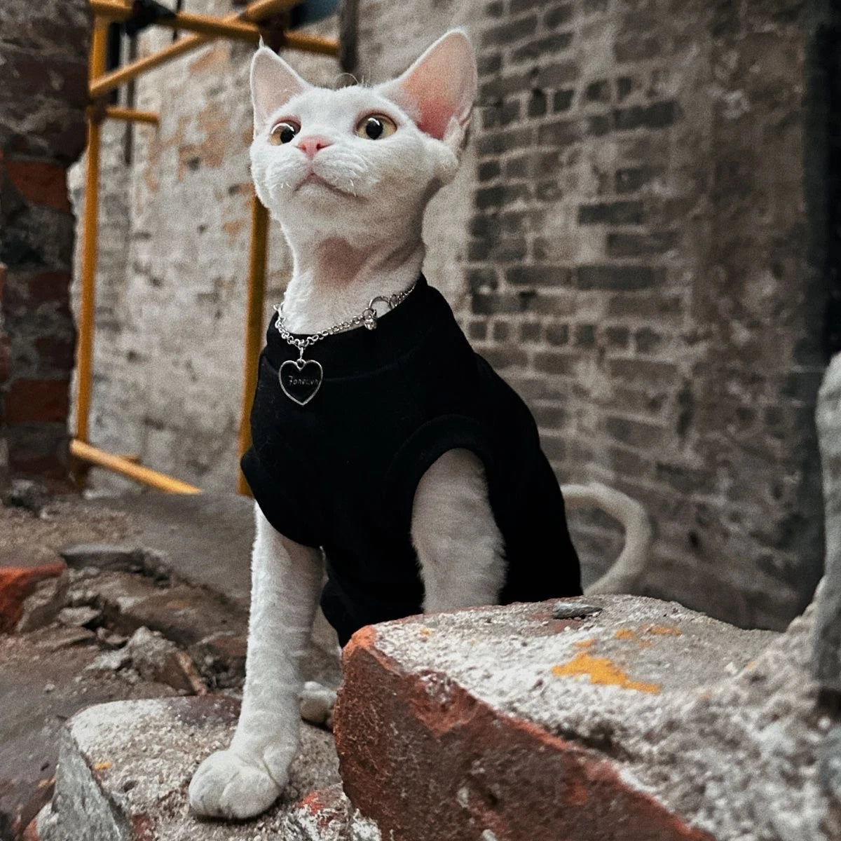 Sphynx Cat T-Shirts – Sleek, Soft & Stylish - Pet Bliss