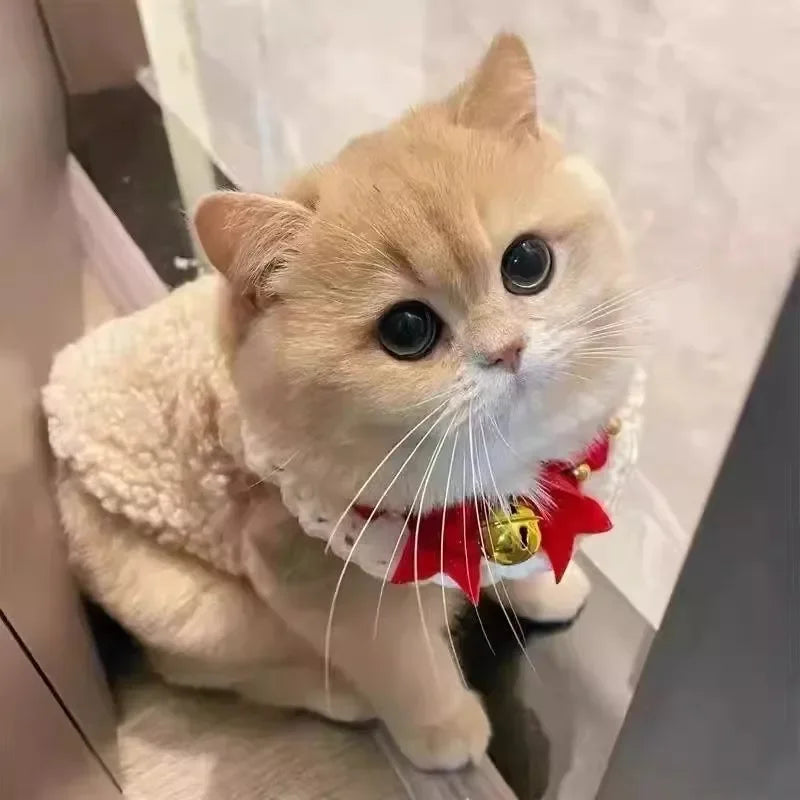 🧥Chic Wool-Style Buttoned Pet Vest – Vintage vibes for your fashionable feline (or pup)! - Pet Bliss