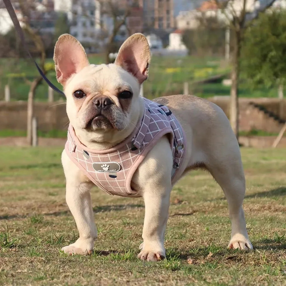 All-in-One Harness Set – Walk in Style & Comfort - Pet Bliss