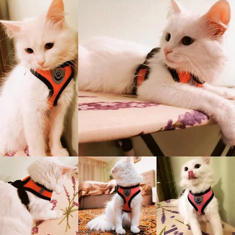 Everyday Mesh Harness Set – Easy, Breezy, Walk-Ready - Pet Bliss