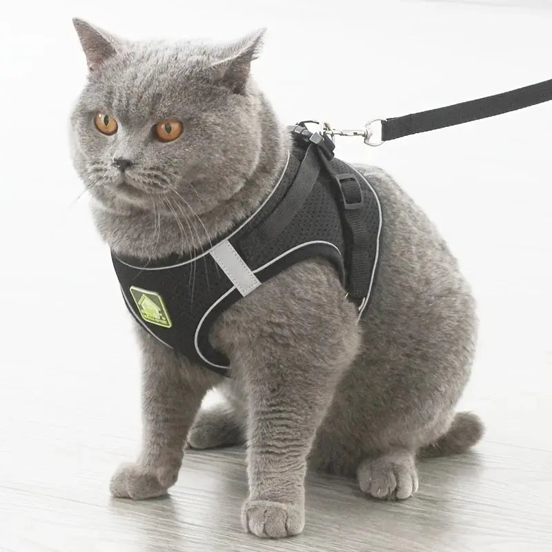 Air Mesh Pet Harness & Leash Set – Cool, Comfy, and Under Control - Pet Bliss