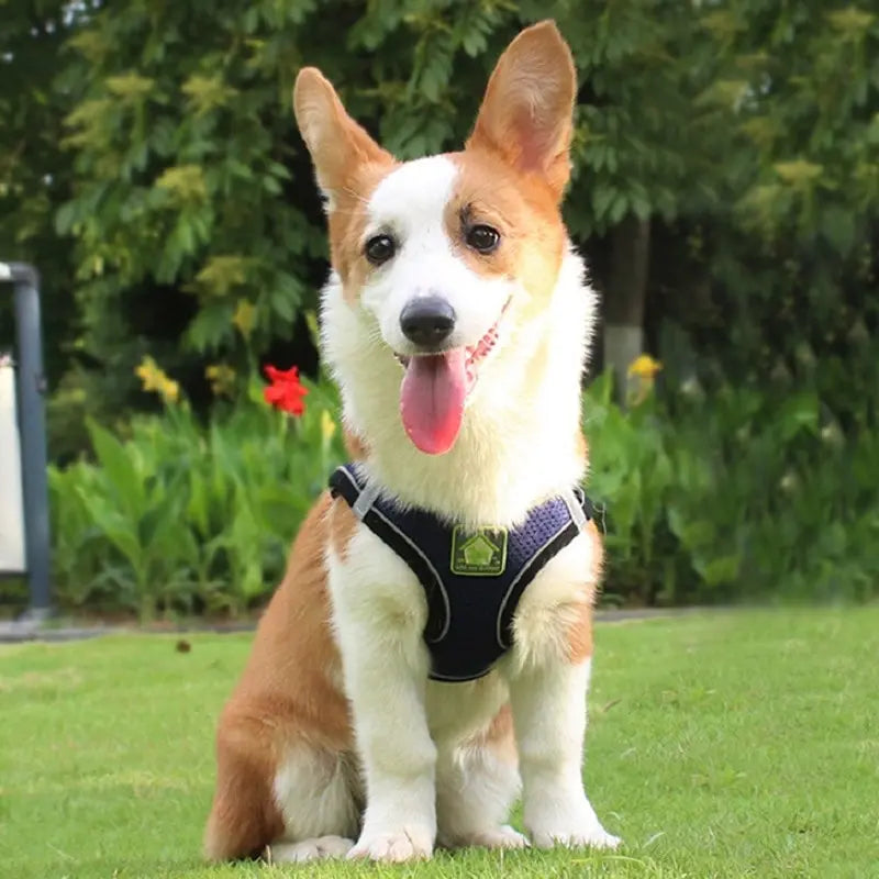 Air Mesh Pet Harness & Leash Set – Cool, Comfy, and Under Control - Pet Bliss