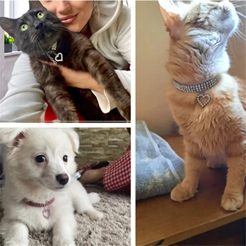 Sparkling Cat Collar – Glamour for Your Furry Friend - Pet Bliss